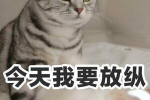 貓咪真的會「記仇」嗎？親身經歷告訴你答案