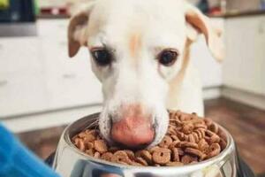 良心推薦10款優質狗糧，養狗小白看過來！