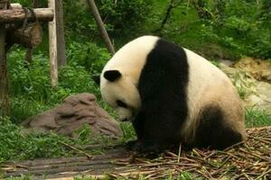 為什麼圈養大熊貓會有刻板行為？如何改善它們的生活質量？