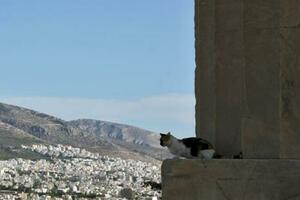 尋貓啟示｜古希臘的貓：自古埃及走私而來？