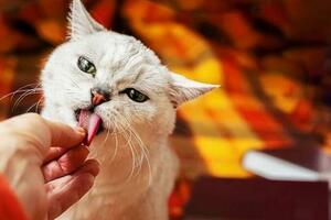 原來貓咪「舔你」，不是在跟你玩，而是在給你信號！