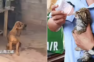 愛犬叼來「可愛小花貓」求收編　內行一看驚：快放回去！