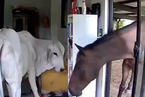 影／寵物狗開門「讓牛馬進屋玩」　主人衝回家表情絕了
