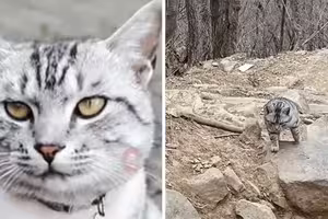 遊客誤認流浪救援下山　被救到絕望！住山頂貓皇慘一日爬3次「絕望坡」回家