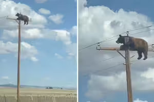 不是AI！電線桿頂端有熊　掛高空苦撐結局曝