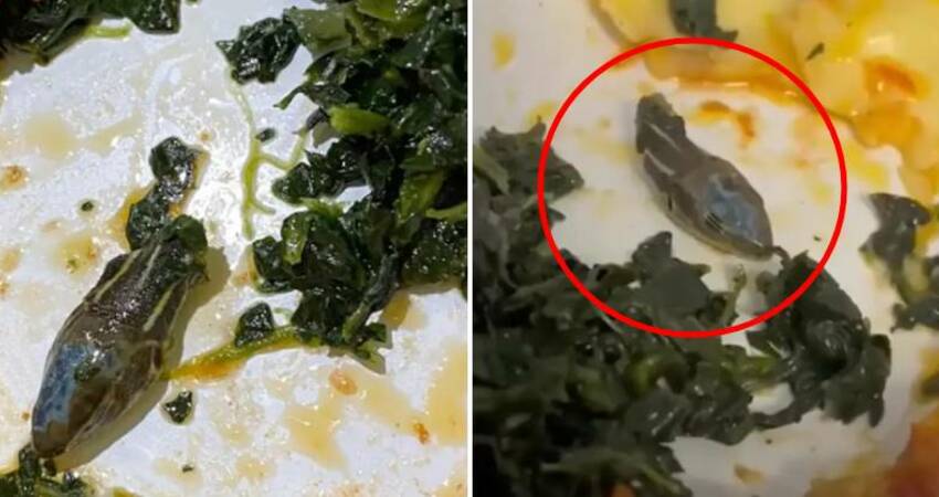 飛機餐吃一半「驚見完整蛇頭」　空服員崩潰：還有別的生物