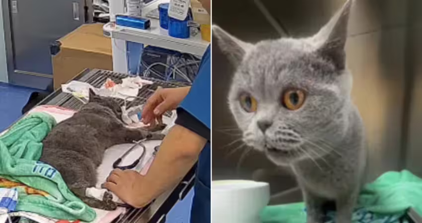 貓咪心臟病插管搶命！飼主喊「只是買給5歲孫玩幾天」不想救　院方「1舉動」網讚爆