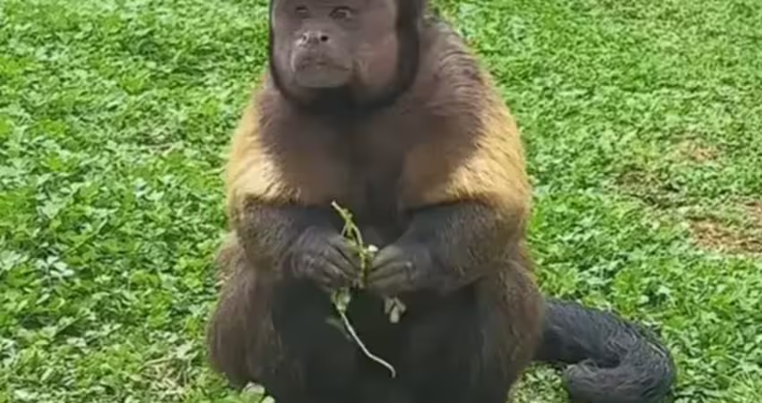 動物園「國字臉」猴爆紅 園方：帥的很特別