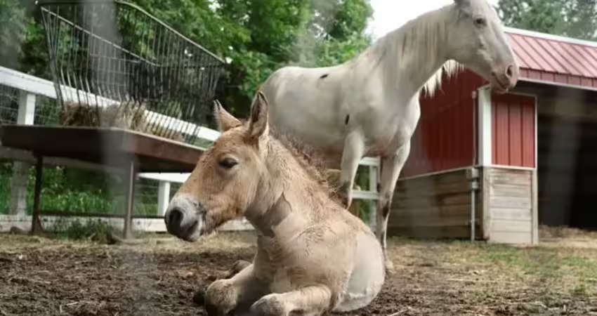 影／野馬幼崽遭母遺棄 美動物園跨種配養母