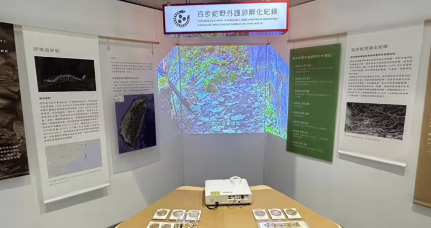 百步蛇野外護卵孵化紀錄片爆紅 入圍台灣生態環境影展雙獎