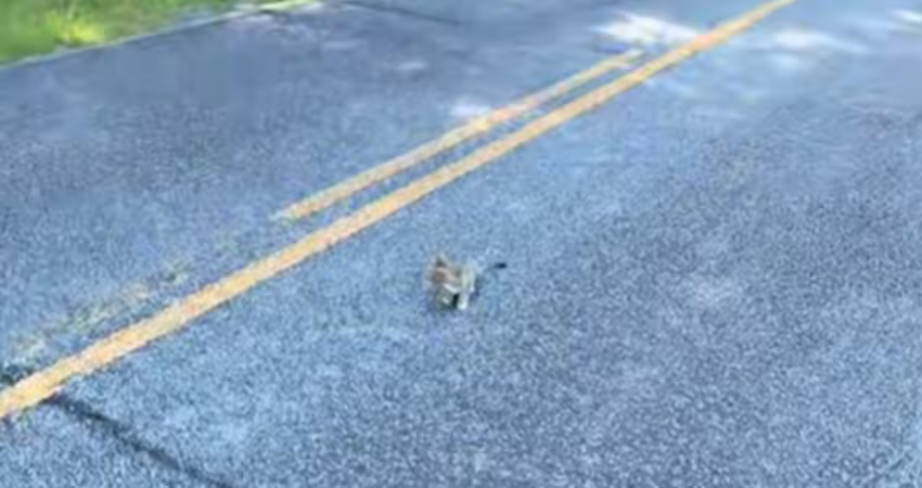 晨跑目睹「柏油路在動」還有哭聲　她無奈笑：被跟定了