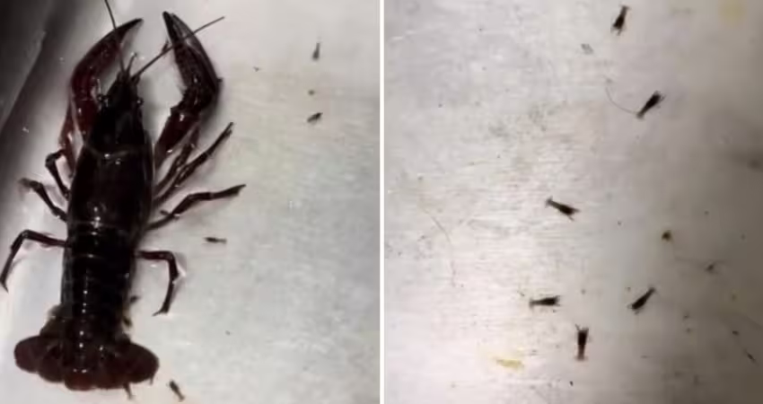 買龍蝦回家正要料理！它竟「在水槽生小孩」　網急喊：千萬別煮