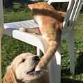 貓咪在曬太陽，小金毛竟對著貓爪就是一口咬下去！但橘貓之後的行動令網友全都看呆了...