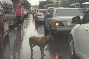 狗狗在車流中不斷地追尋著汽車，車主好奇靠近一看潸然淚下