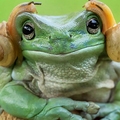 【這隻長得超像《莉亞公主》的青蛙現身，竟引爆網友「超激烈 Photoshop 大戰」！】