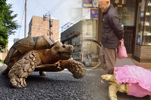東京「烏仙人」偕巨龜慢步，汽車司機紛紛駐足拍照！