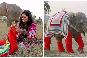 印度北部面臨酷寒，愛心志工卯力為「獲救大象編織巨型毛衣」保護牠們免於受寒！