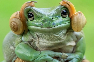 【這隻長得超像《莉亞公主》的青蛙現身，竟引爆網友「超激烈 Photoshop 大戰」！】