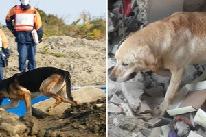 搜救犬「光腳踩破碎磚瓦」民眾好擔心，日本搜救犬協會解釋：「不穿鞋救災是有原因的…」