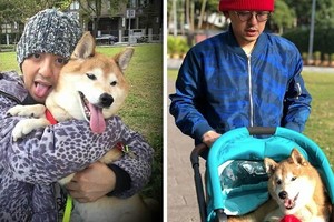 牠想活我就救！17歲愛犬腦中風「黃子佼砸30萬救狗」，把屎把尿不喊苦：因為是家人...