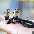 中國誕生這條罕見的「雙頭蛇」，看到兩個頭想「各走各的路」的模樣實在太可愛啦！