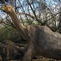 絕種！世界上最後一隻保育象龜死掉了，牠忍受了百年孤獨還是沒有等到後代的出生…