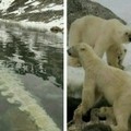 摄影师拍到水下巨大骸骨似巨龙，北极熊整整吃了一年
