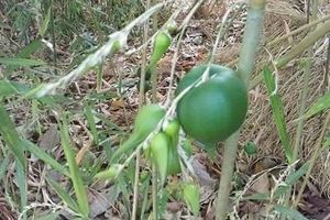 要50年才開花果，市場賣價300台幣，很多人一輩子都未曾見過！！ 