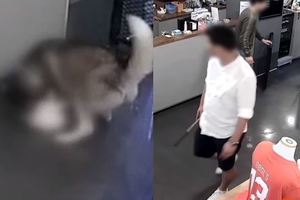  寵物店發生哈士奇咬小型犬事件。後續．．狗主人現身討回公道 