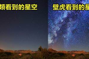 「13張圖告訴你「動物眼中的世界到底是怎樣的」！」原來鯊魚看不到任何顏色！