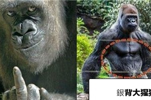 銀背大猩猩的實力到底如何，實戰中真的一拳能讓獅子、老虎的頭骨爆裂？