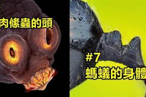 「16張2017年Nikon顯微攝影比賽的獲獎作品」，向你展示你從未見過的世界!