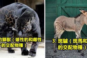 18種被人懷疑「從童話故事裡蹦出來」的真實混血動物。