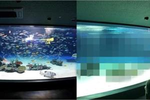 日本水族館關水槽換氣系統竟忘記重開，遊客觀賞見「1235隻魚暴斃」超傻眼！ 