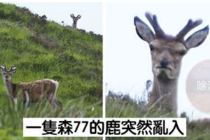 20張「最丑表情被攝影師拍下，大家都笑到超內疚」的動物爆笑瞬間照片！