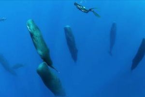 攝影師捕捉抹香鯨「集體進入小睡」　難得的「罕見睡姿」終於曝光