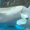 以為要打架！逛水族館驚見「鯊魚咬鯊魚」　工作人員：其實在談戀愛