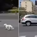 遛狗沒繫繩！小狗遭汽車輾過　女騎士路邊崩潰