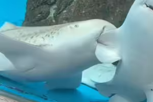 以為要打架！逛水族館驚見「鯊魚咬鯊魚」　工作人員：其實在談戀愛