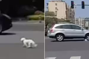 遛狗沒繫繩！小狗遭汽車輾過　女騎士路邊崩潰
