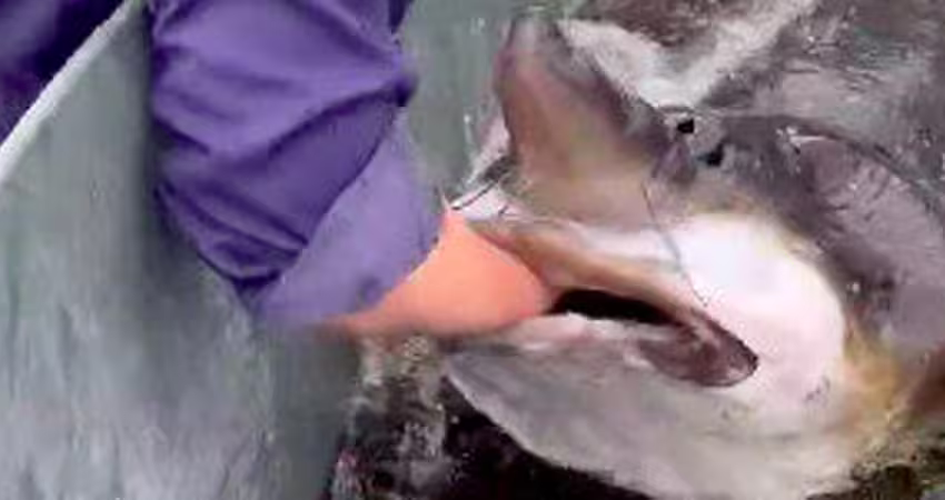 水族館巨魚張口咬手嚇壞網！館方回應了：是真魚不是Al