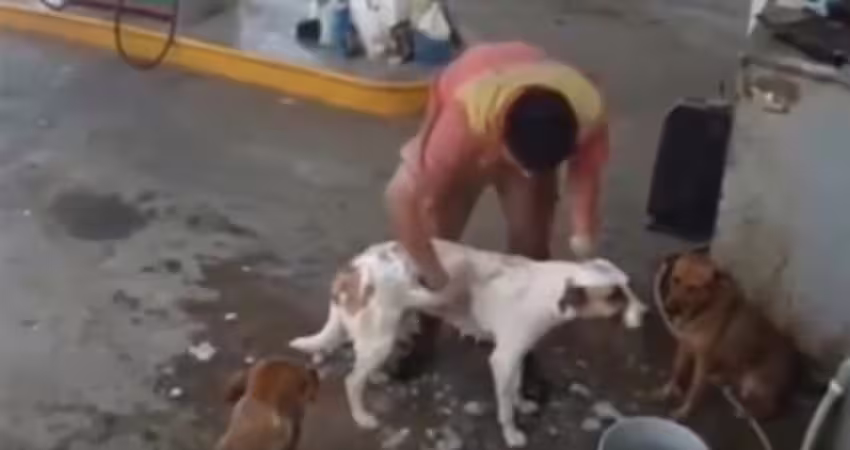 趁休息幫流浪狗洗澡　加油站員工慘遭解僱