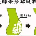 酵素对人体的重大作用