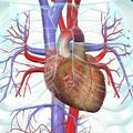 如何调理心脏神经官能症？做到这5点，安全养心