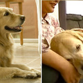 闊別11年，退休導盲犬重返一歲之前寄養家庭時的「表現」，讓所有人都流下眼淚…