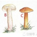 心理測試：四顆蘑菇，你覺得哪顆有毒？測出你靠什麼才能吃飯