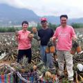 幫鳳梨農找出路！飯店幫忙賣鳳梨　業者笑：快變農產公司