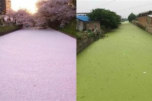 贏了？陸秘境「抹茶河」登場　台七彩繽紛「彩虹河」更嚇人