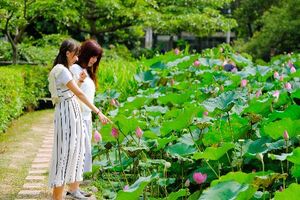 荷花輝映客庄風情！新瓦屋客家文化園區　荷花盛開超好拍