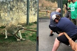 動物園拔河大戰！3猛男「崩潰」輸2歲小獅：完全拉不動